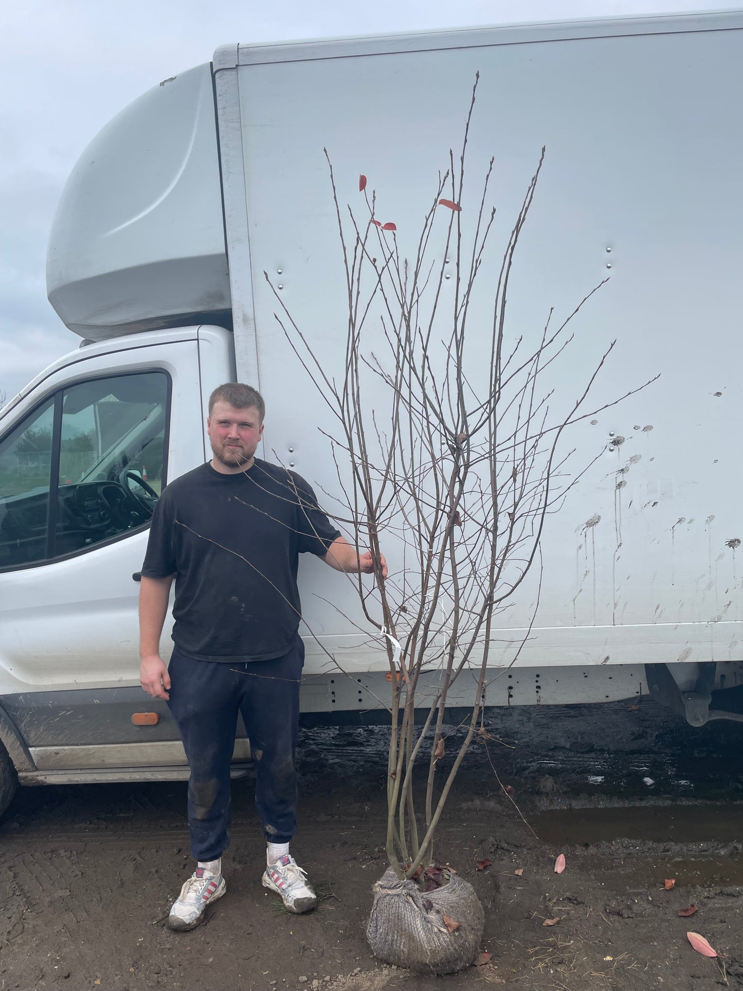 Amelanchier lamarckii