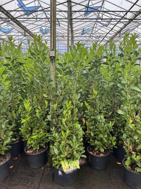 Prunus laurocerasus 'Rotundifolia' (English Cherry Laurel) - container Hedging