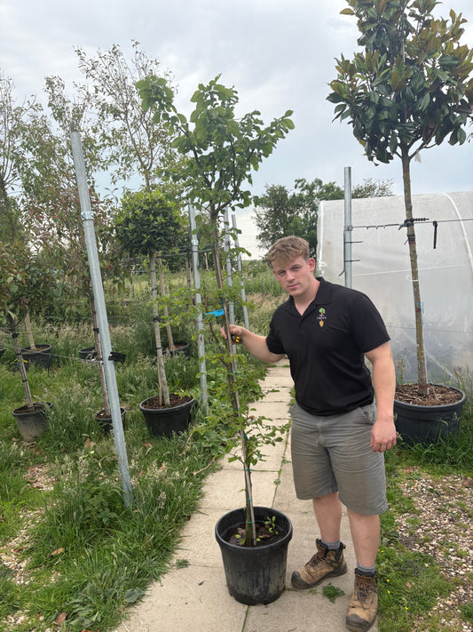 Carpinus betula 3/4 Standard Trees (Hornbeam) (150-160cm clear stem)