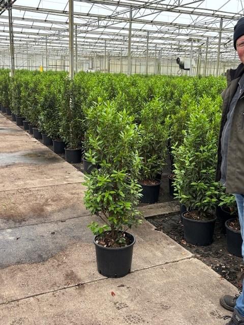 Prunus lusitanica (Portuguese Laurel) - Hedging