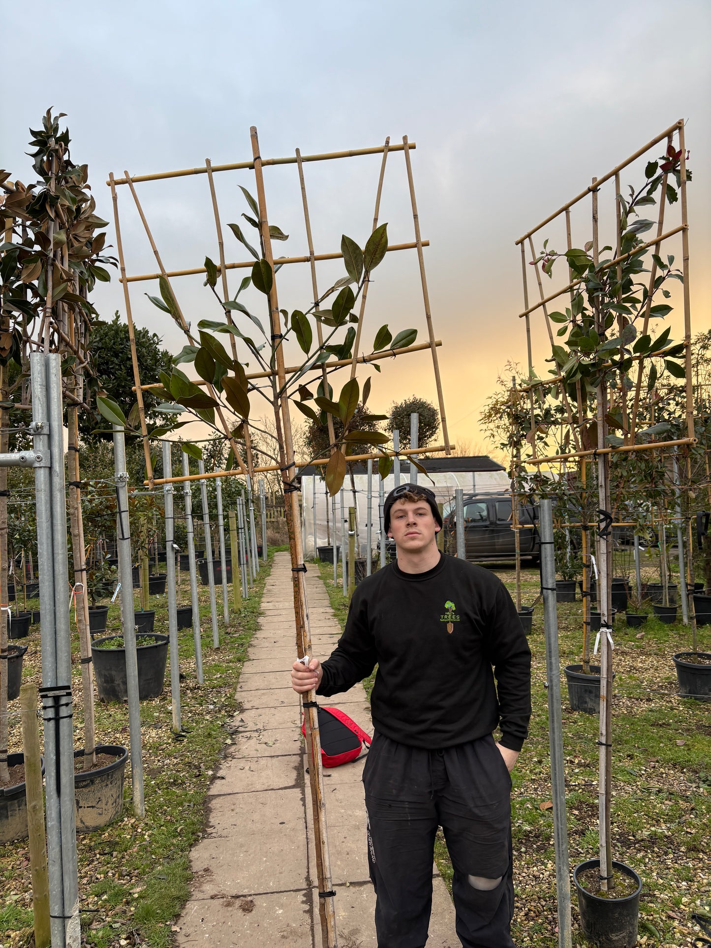 Pleached magnolia - Magnolia grandiflora - 180-200cm clear stem
