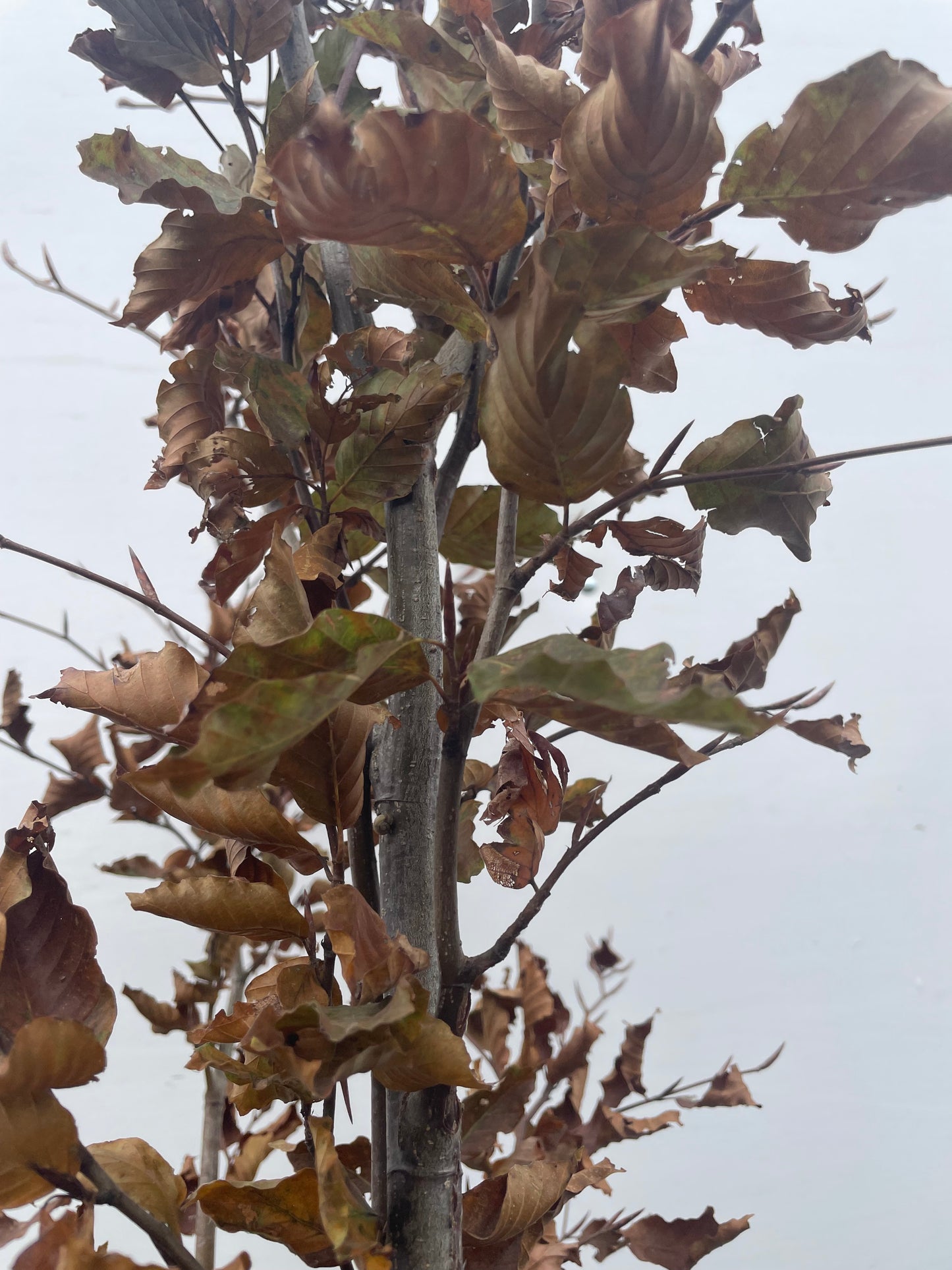 European Beech (Fagus sylvatica) - Rootball