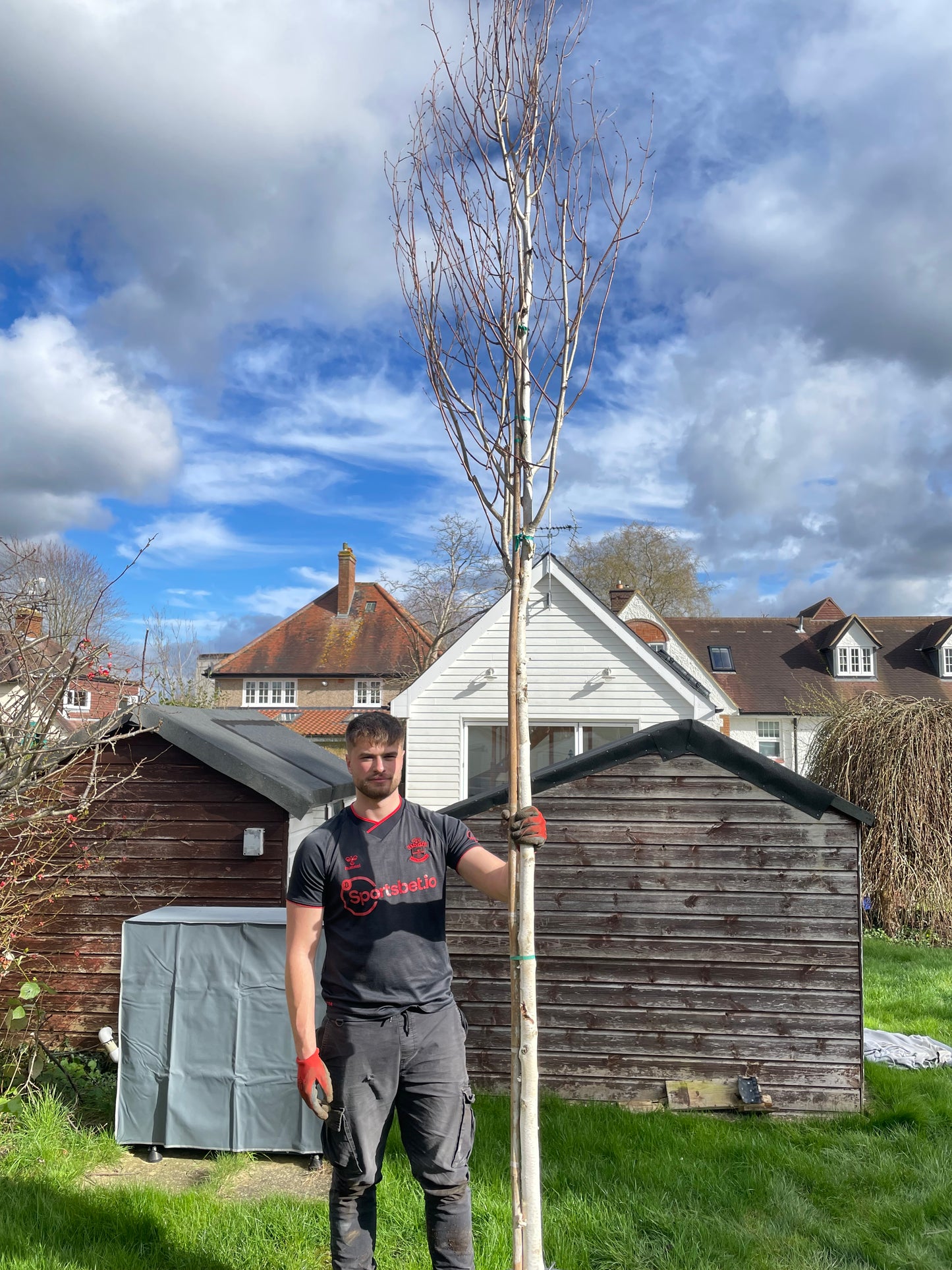 Betula utilis (Himalayan Birch) - full standard - (180-190cm clear stem) CONTAINER GROWN