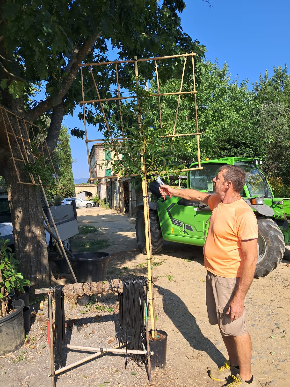 Prunus lusitanica (Portuguese Laurel)- Pleached (150-160cm clear stem)