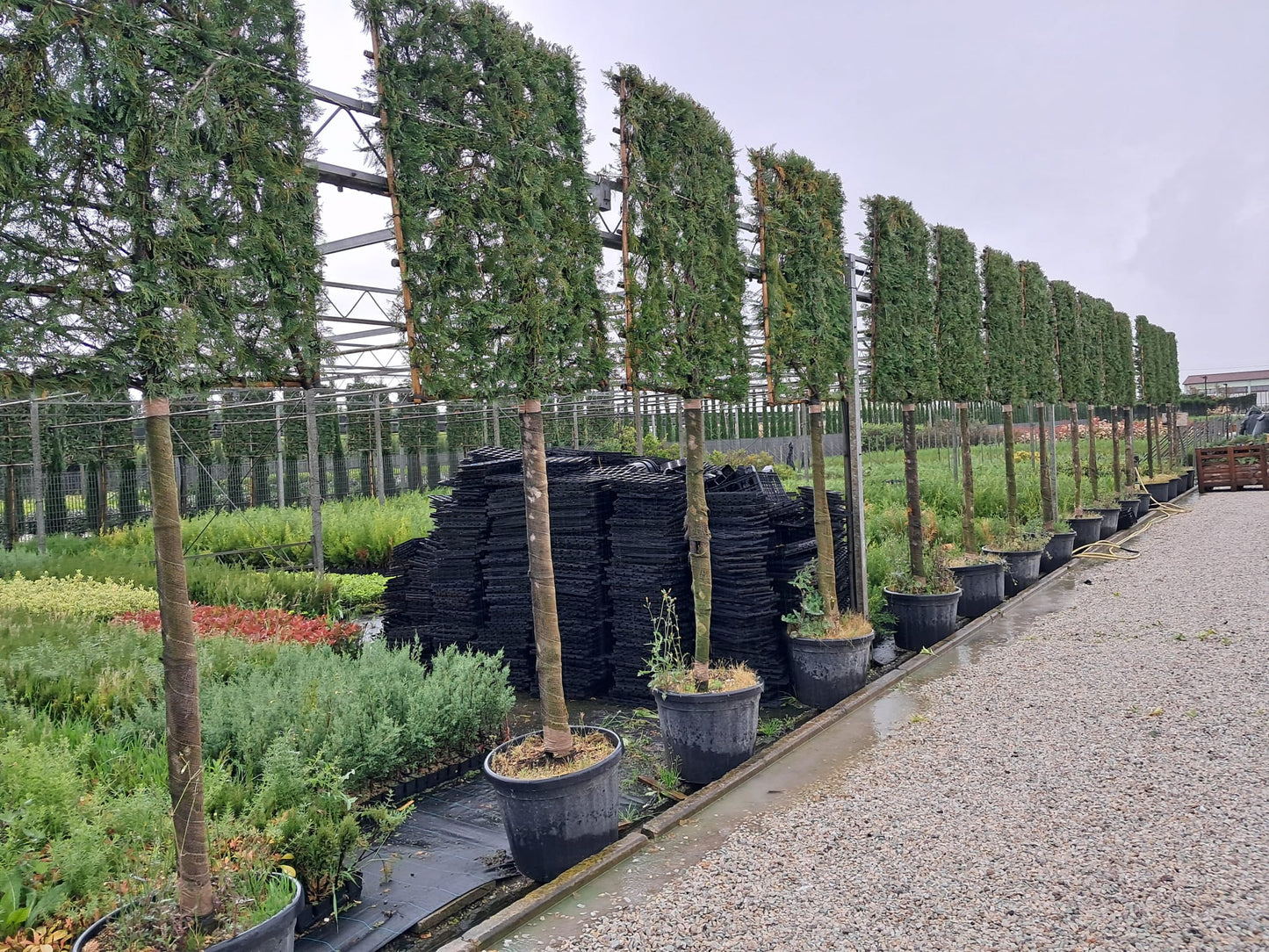 Pleached Leyland cypress - 3/4 standard