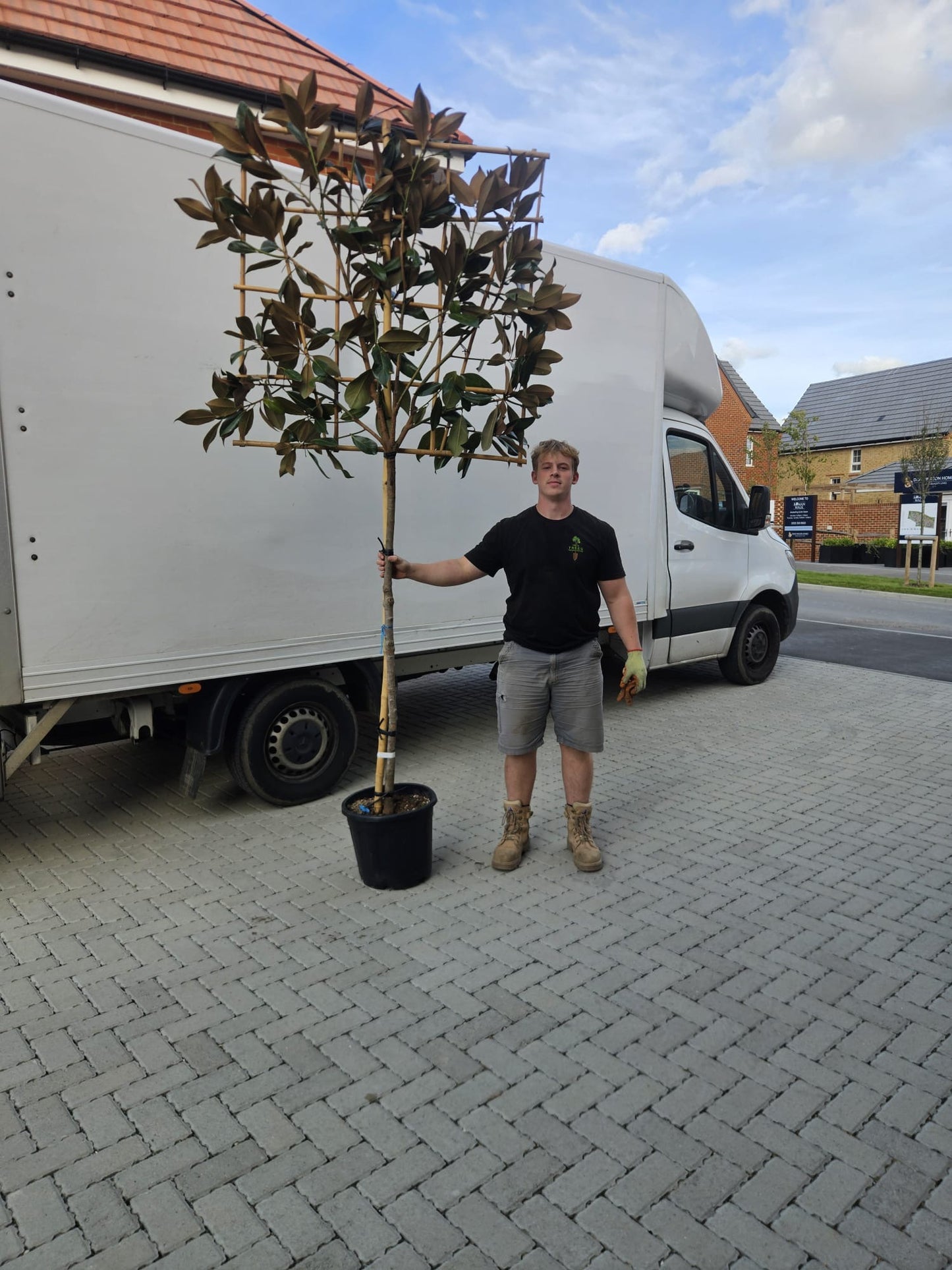 Pleached magnolia - Magnolia grandiflora (150-160cm clear stem)