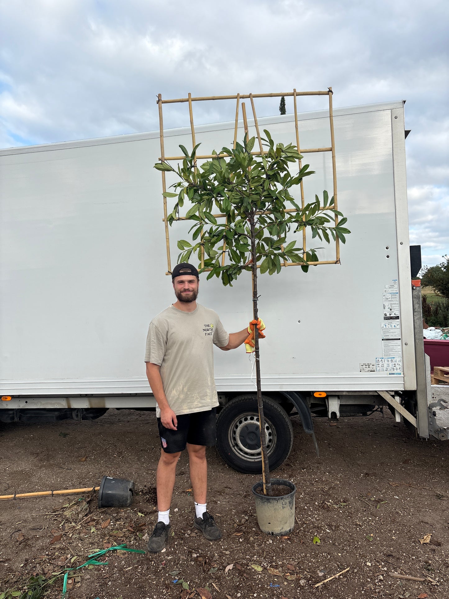 Prunus laurocerasus ‘Caucasica’(English Cherry Laurel) - 3/4 stem (150-160) Pleached