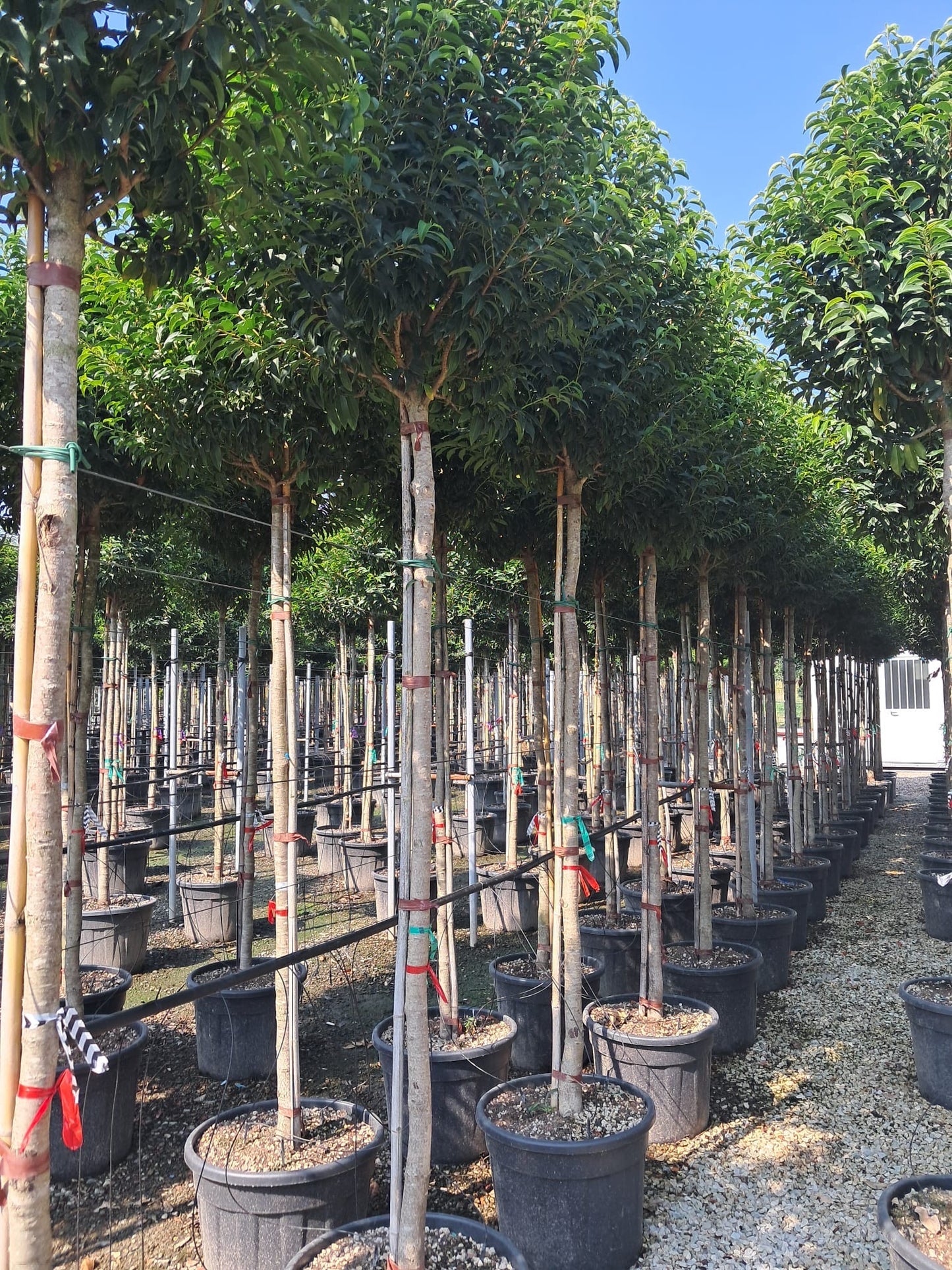 Portuguese laurel (Prunus Lusitanica) - Standard Trees (180-190cm clear stem)