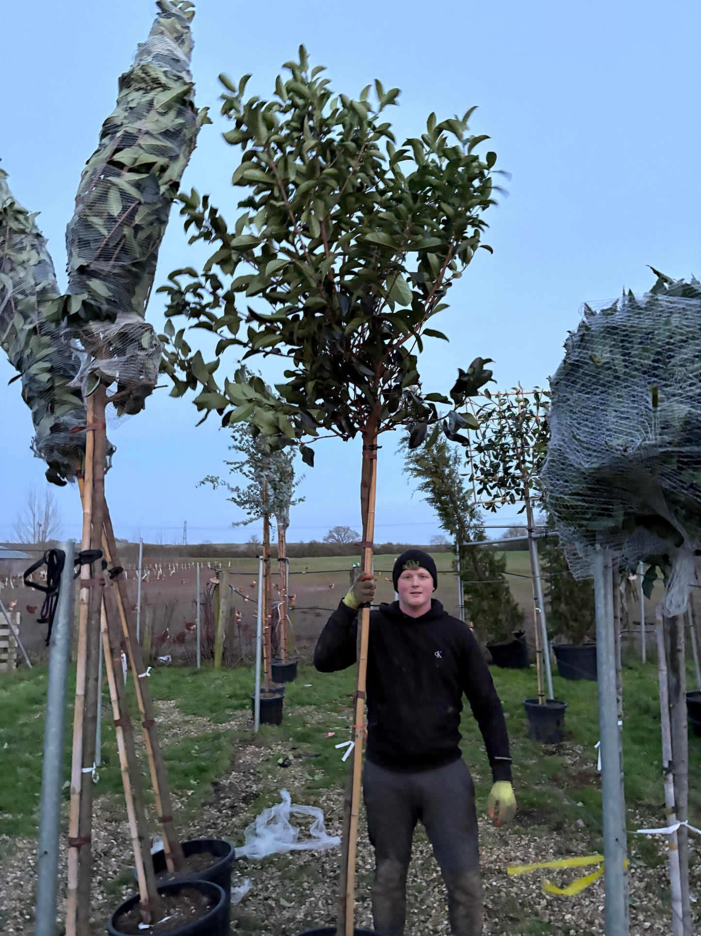 Viburnum ‘Lucidum’ - Full standard Tree (180-190cm clear stem)