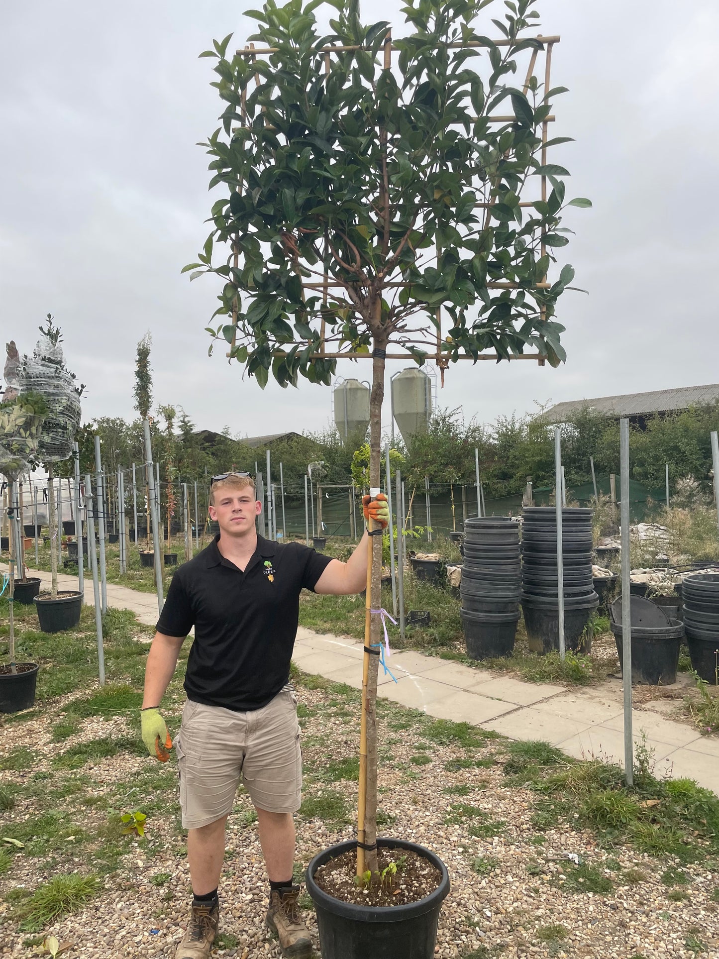 Prunus laurocerasus 'Rotundifolia' (English Cherry Laurel) -  full standard (180-190cm clear stem) Pleached