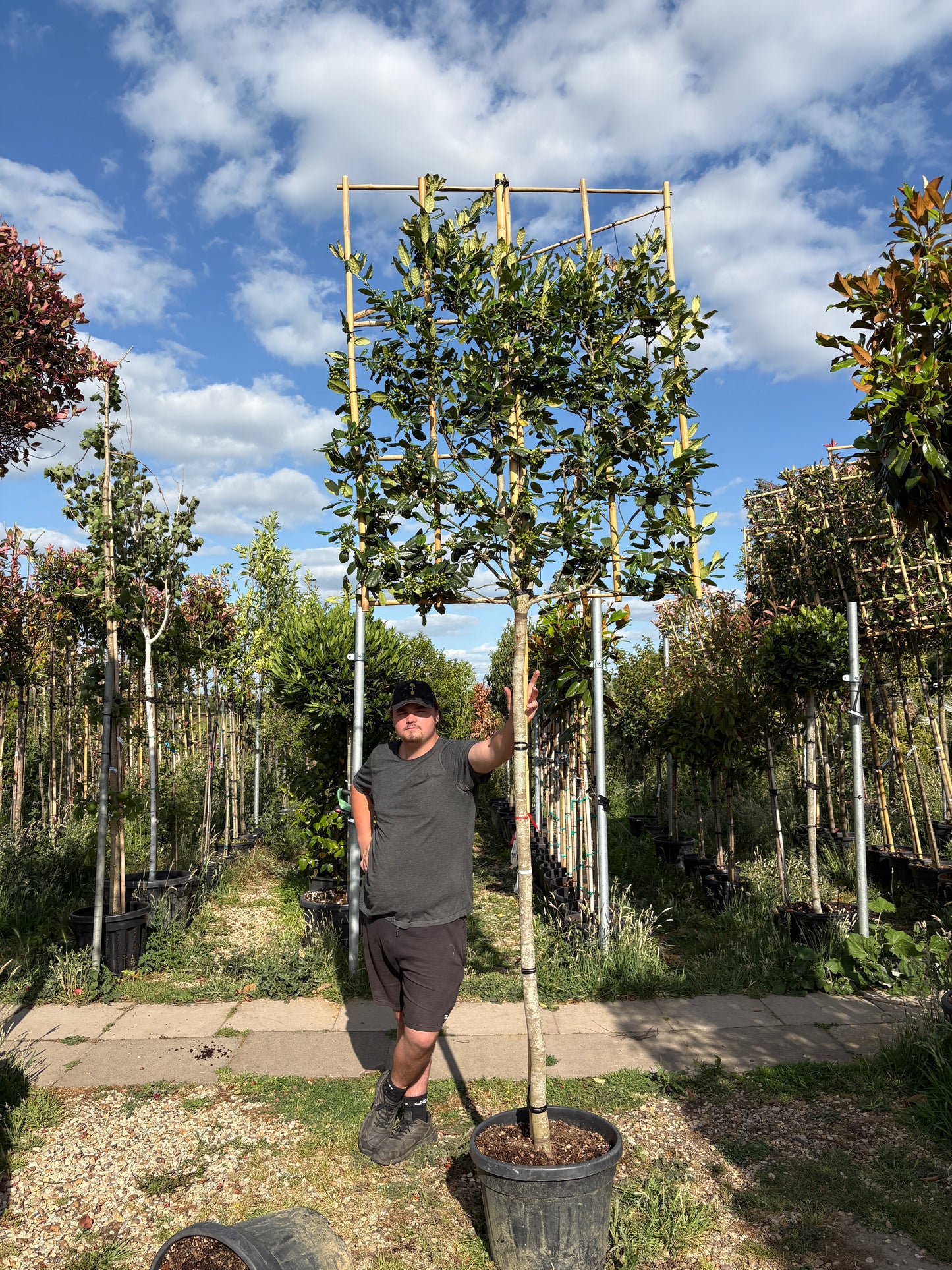 Pleached Ilex Nellie R stevens - Full standard (180-190cm clear stem)