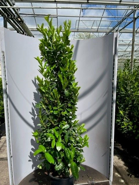 Prunus laurocerasus 'Rotundifolia' (English Cherry Laurel) - container Hedging