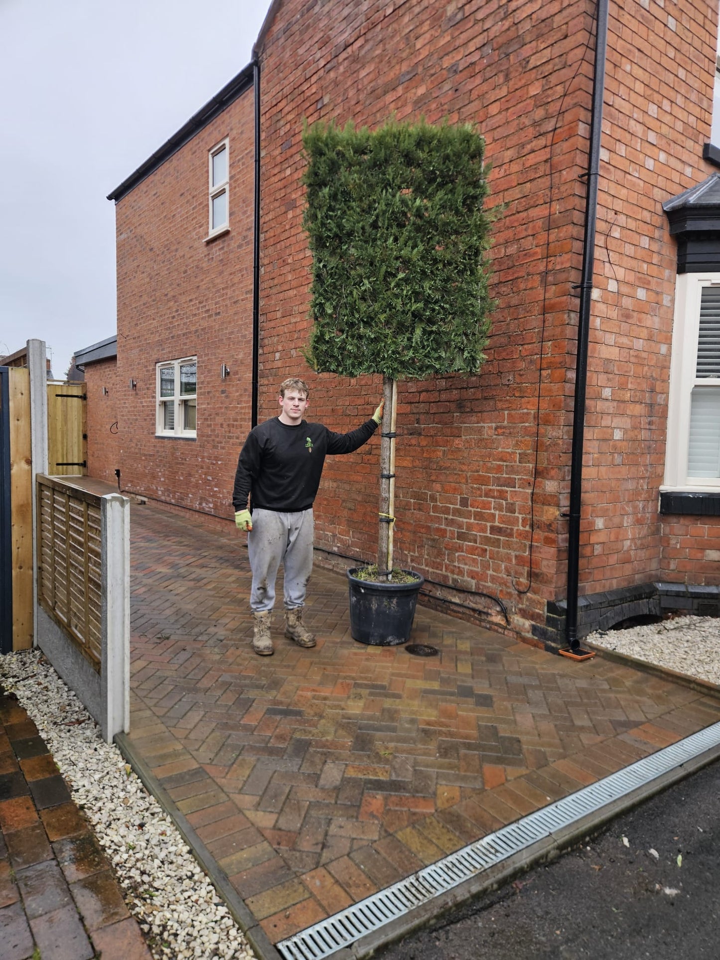 Pleached Leyland cypress - 3/4 standard (150-160cm clear stem)