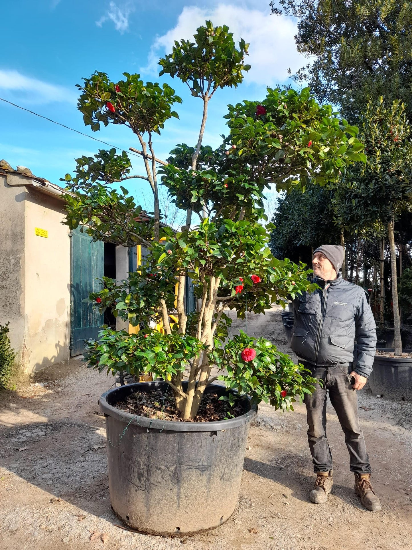 Camellia japonica Black Lace bonsai