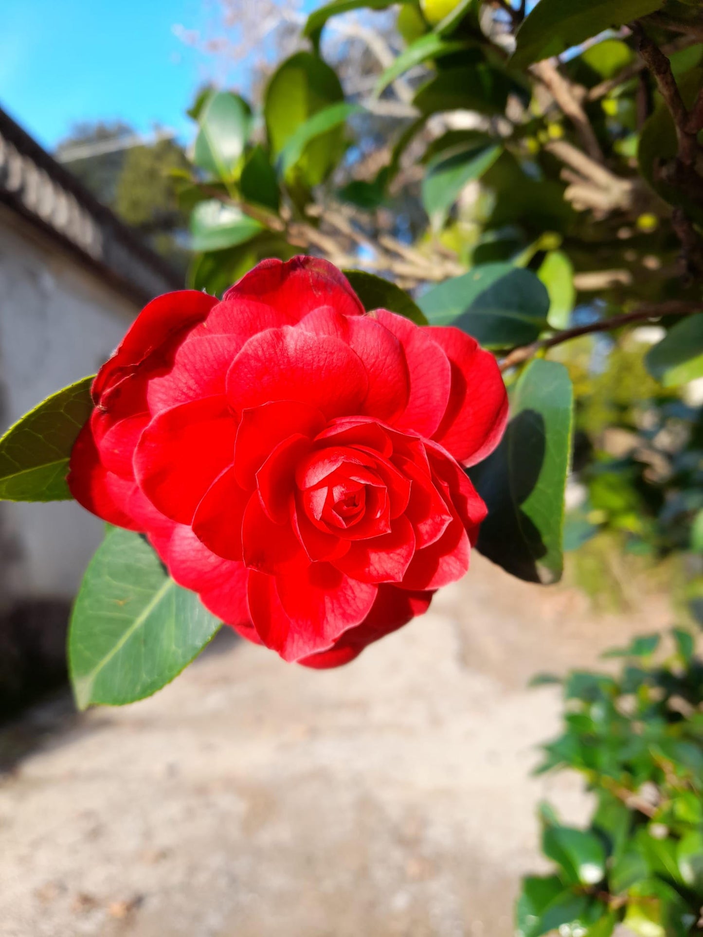Camellia japonica Black Lace bonsai