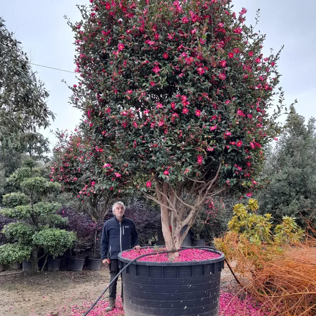 Camellia sasanqua Kanjro