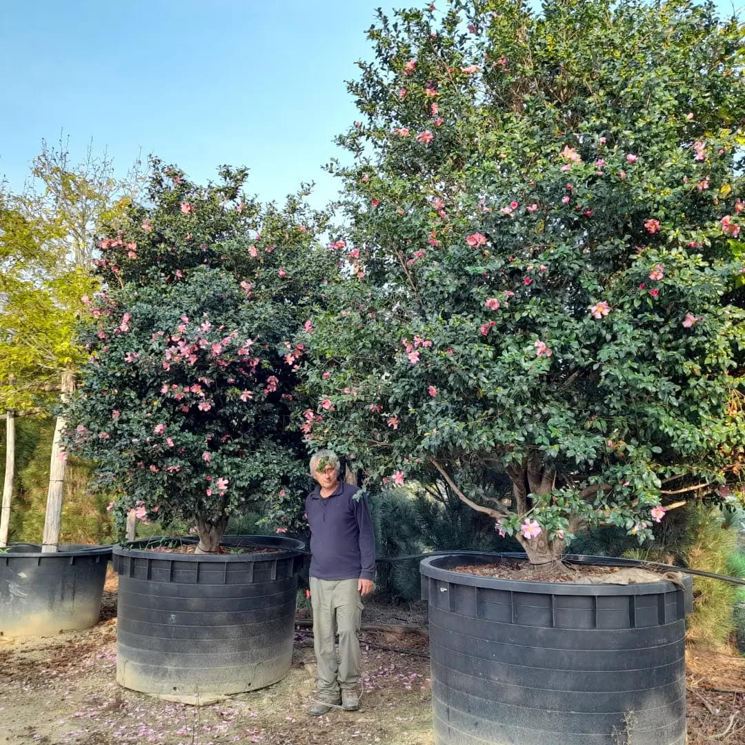Camellia x williamsii Citation