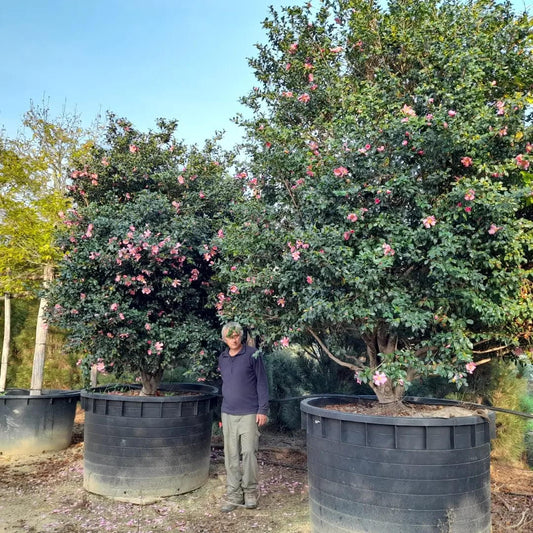 Camellia x williamsii Citation