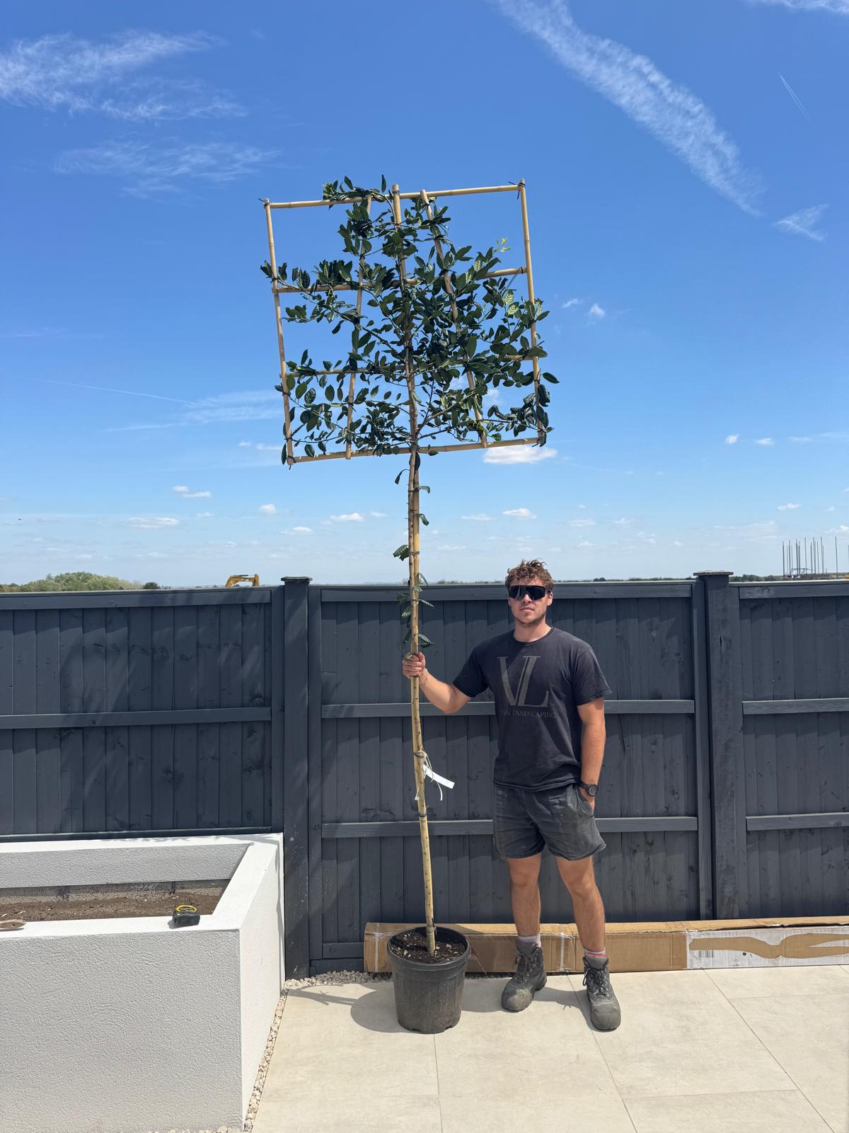 Pleached Ilex Nellie R stevens - Full standard (180-190cm clear stem)