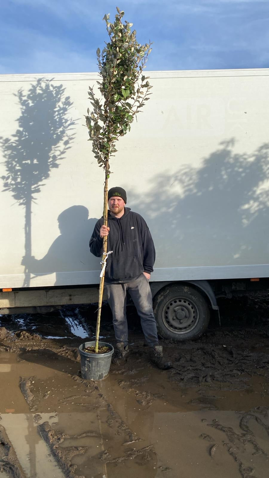 Eleagnus x Ebbingei- Standard Trees (180-190cm clear stem)