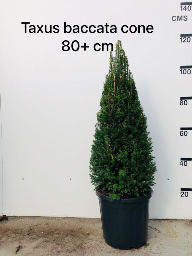 English Yew (Taxus baccata) - Cones