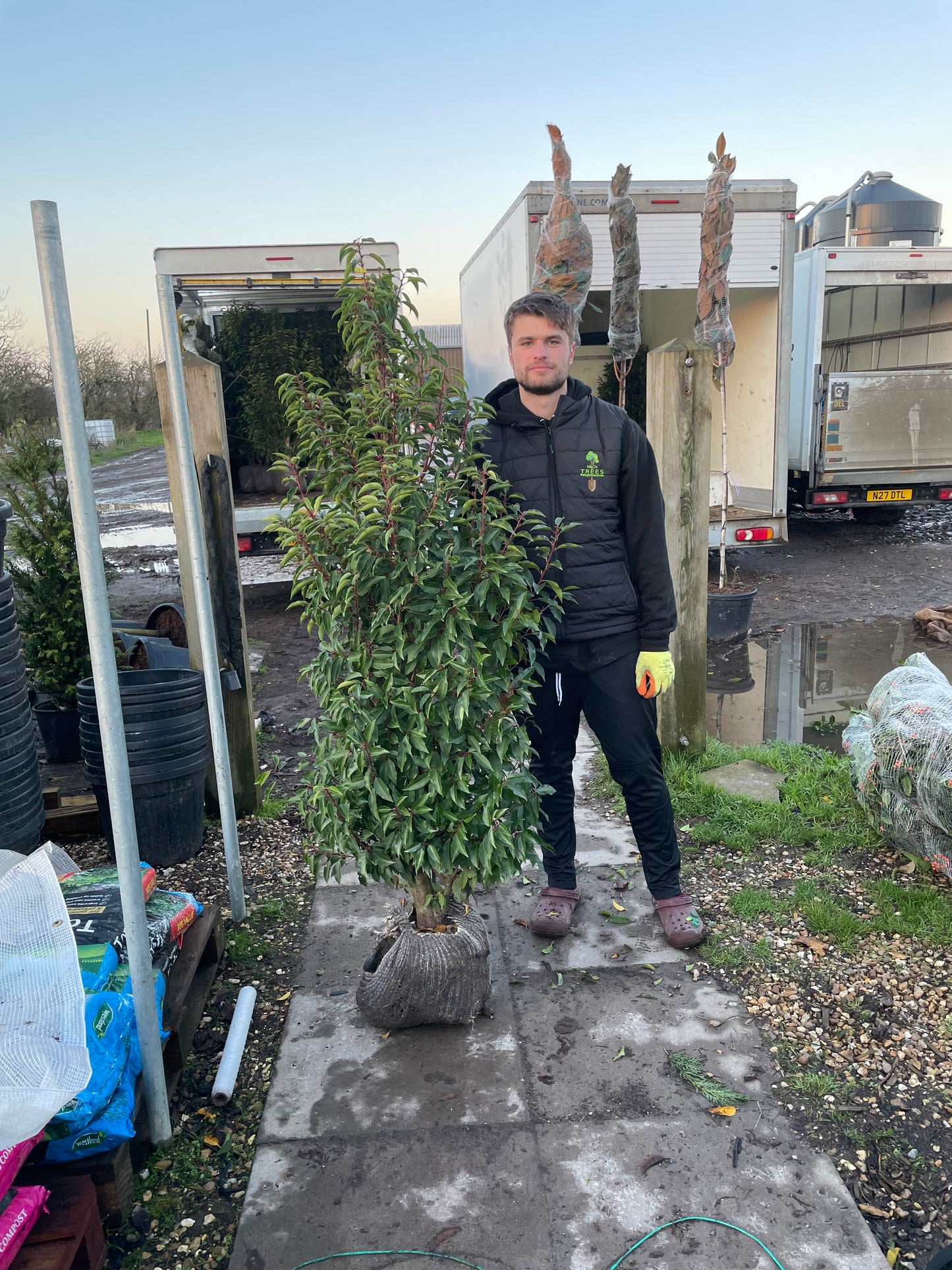 Prunus lusitanica (Portuguese Laurel) - Rootball Hedging