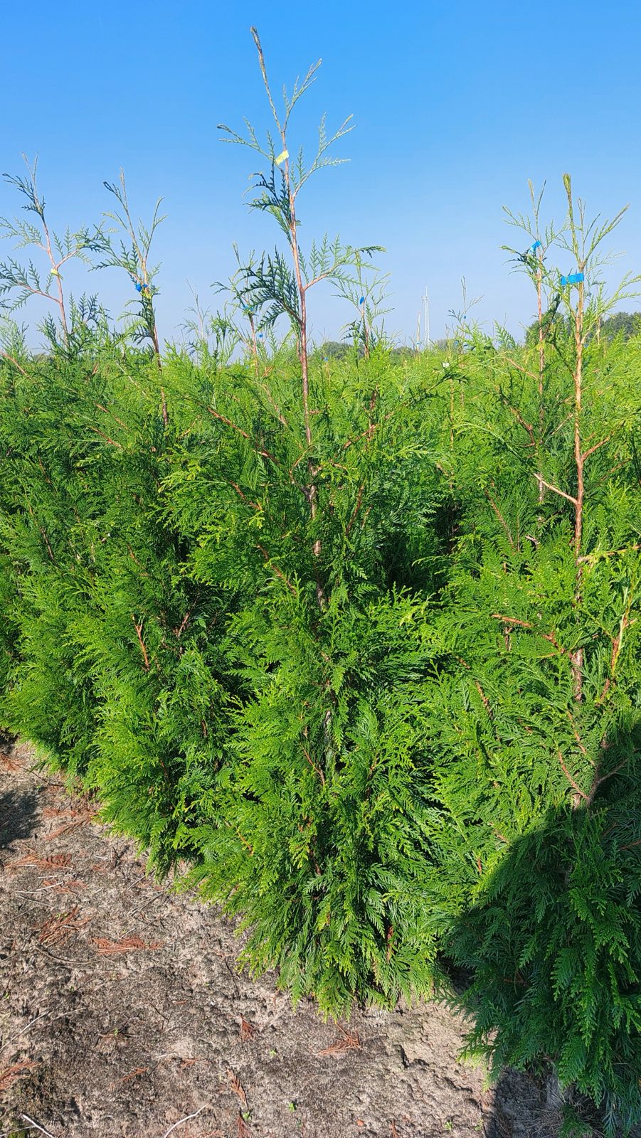 Thuja Plicata “Western Red Cedar”