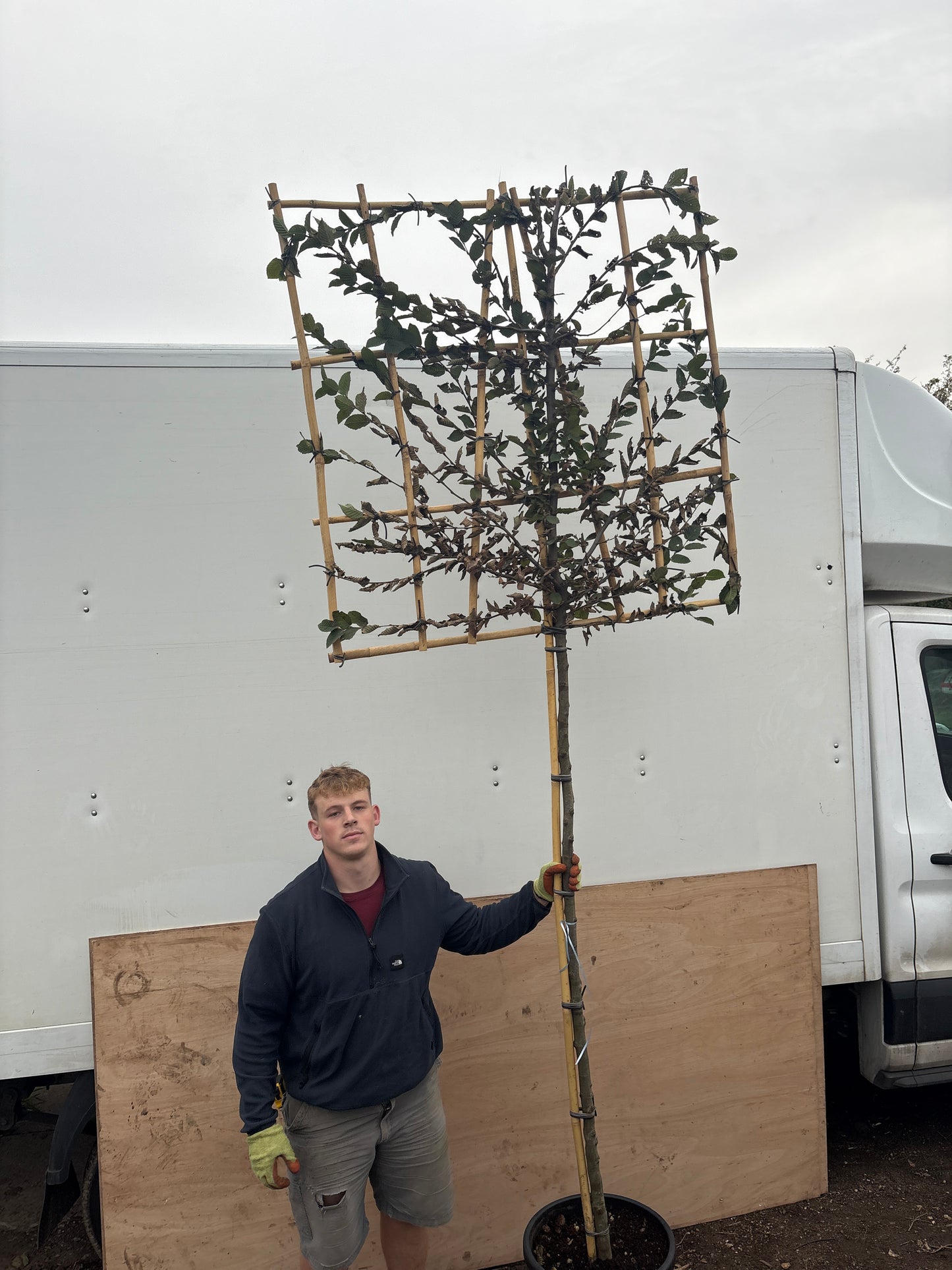Hornbeam - Pleached - 180-190cm clear stem