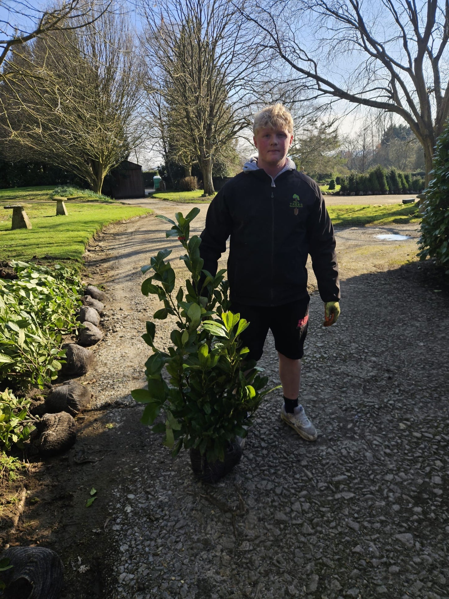 Prunus laurocerasus 'Rotundifolia' (English Cherry Laurel) - Rootball Hedging