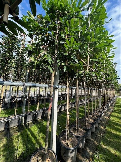 Prunus laurocerasus ‘Novita’(English Cherry Laurel) -  3/4 stem (150-160) Pleached