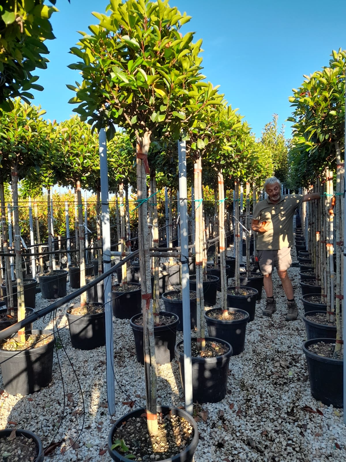 Red Robin - 3/4 Standard Trees - Lollipop head (150-160cm clear stem)