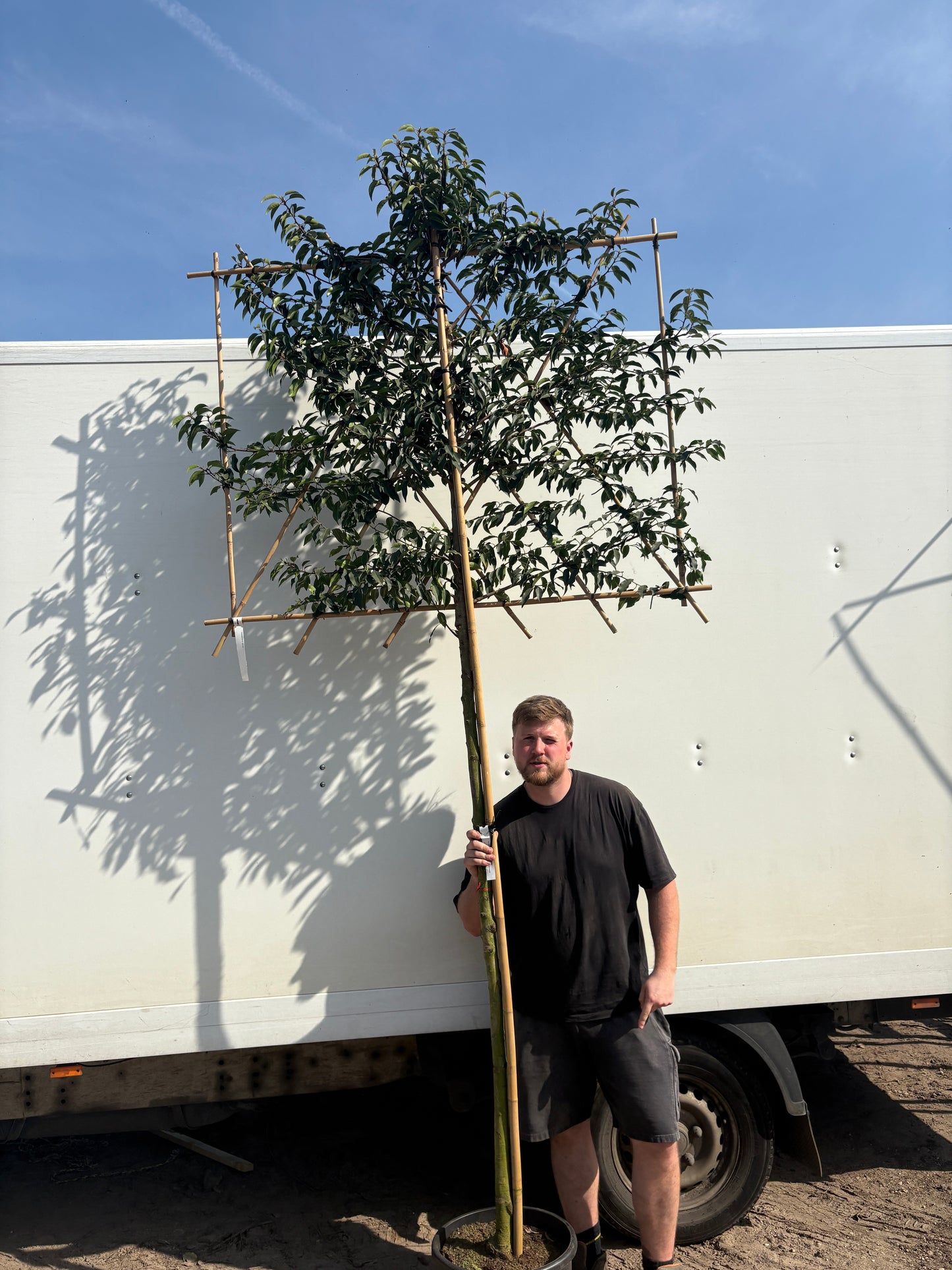 Pleached Prunus lusitanica (Portuguese Laurel) - Full Standard (180-190cm clear stem)