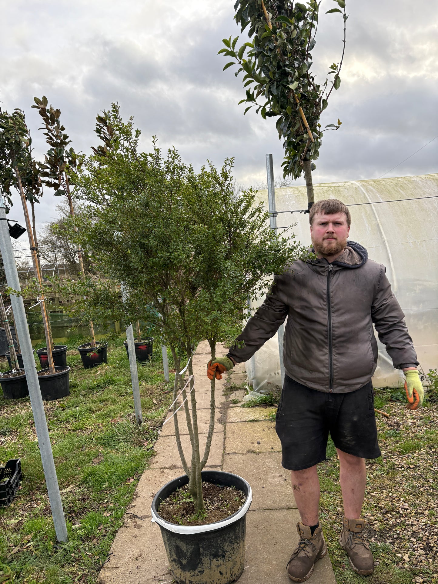 Ilex  crenata 'Kimne'