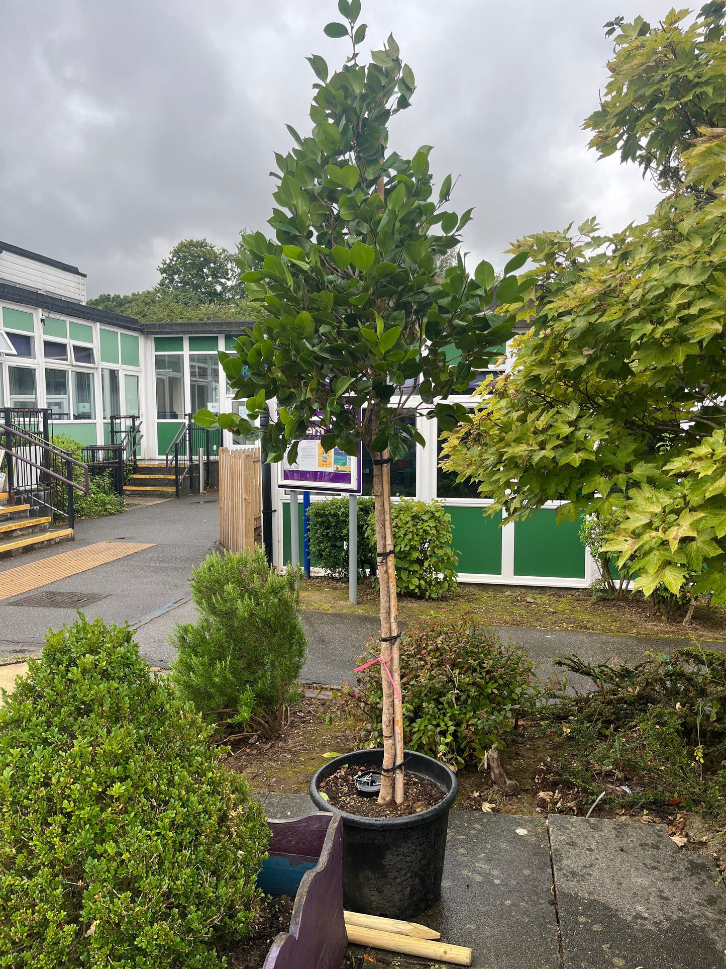 Camellia japonica 'snowball' 1/2 Standard trees