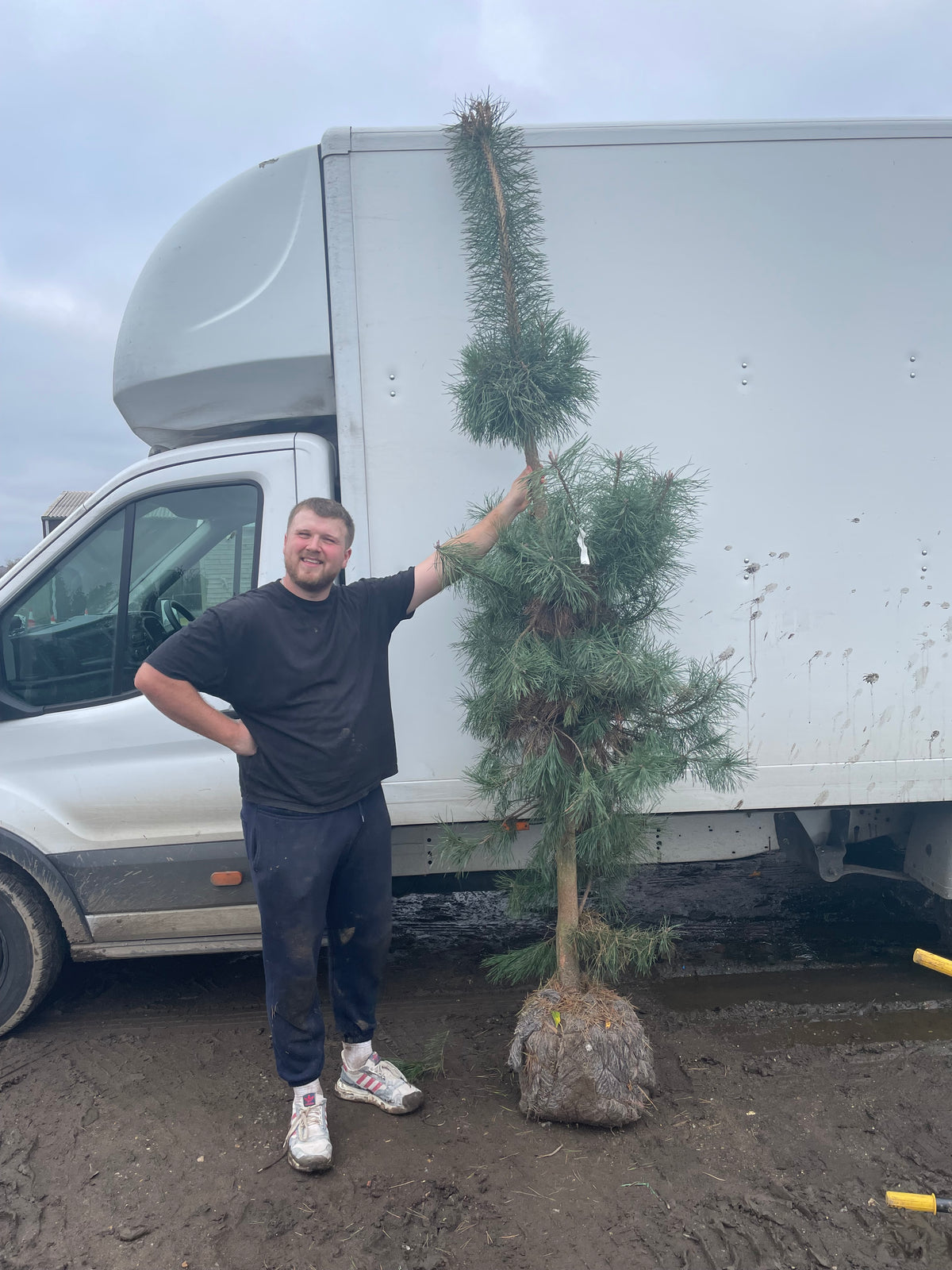 Pinus sylvestris (Scots Pine)