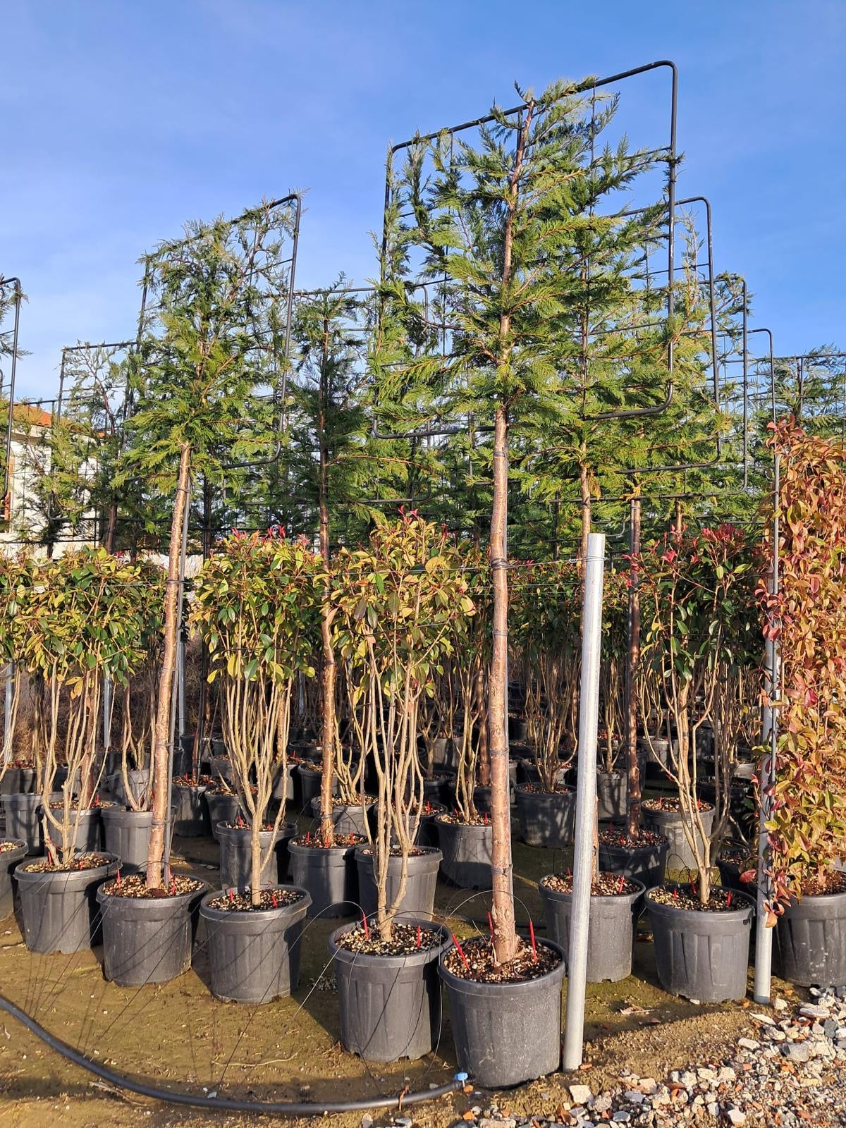Pleached Leyland cypress