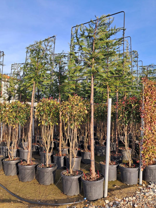 Pleached Leyland cypress - full standard (180-190cm clear Stem)
