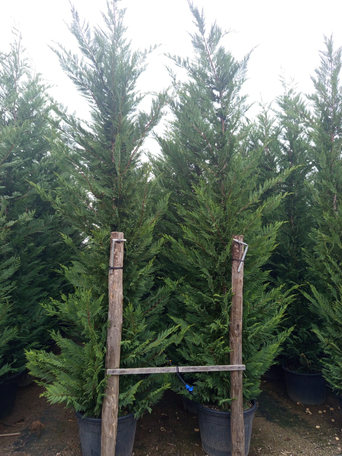 Leyland cypress (Leyland cypress) FEATHERED - CONTAINER GROWN