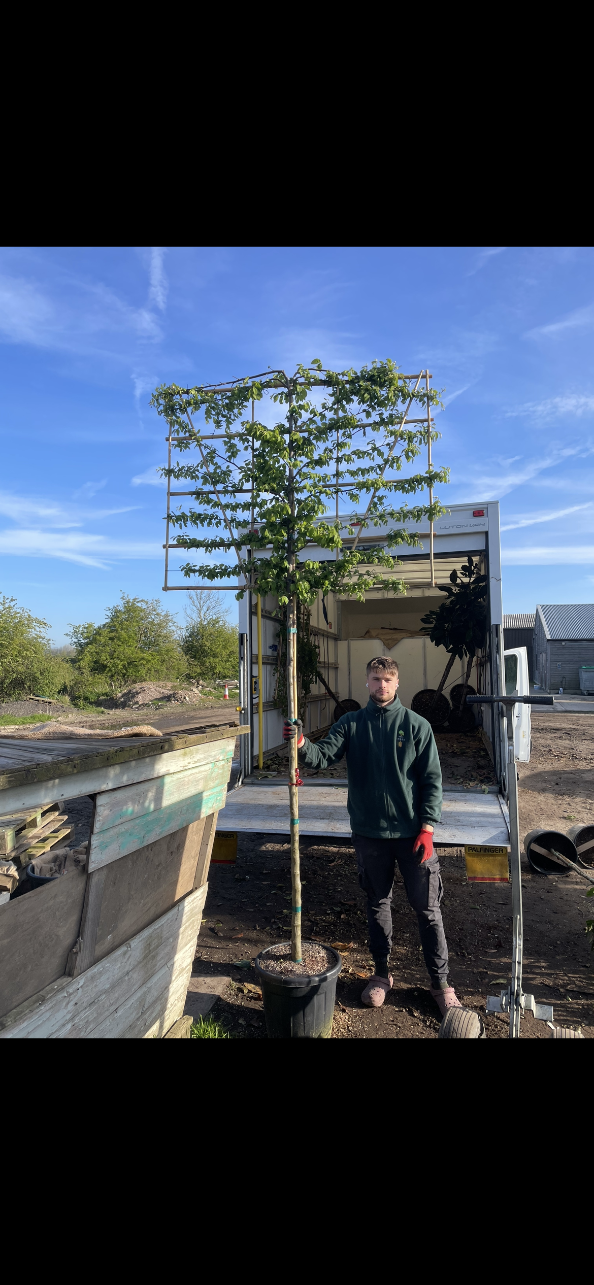 Hornbeam - Pleached - 180-190cm clear stem