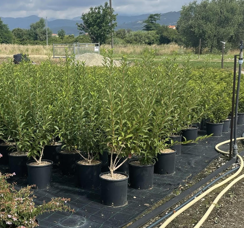 Forsythia - Shrub/hedging