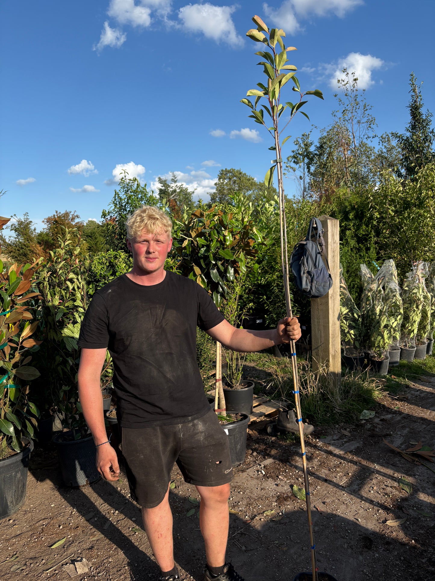 Red Robin - Standard Trees (180-190cm clear stem)