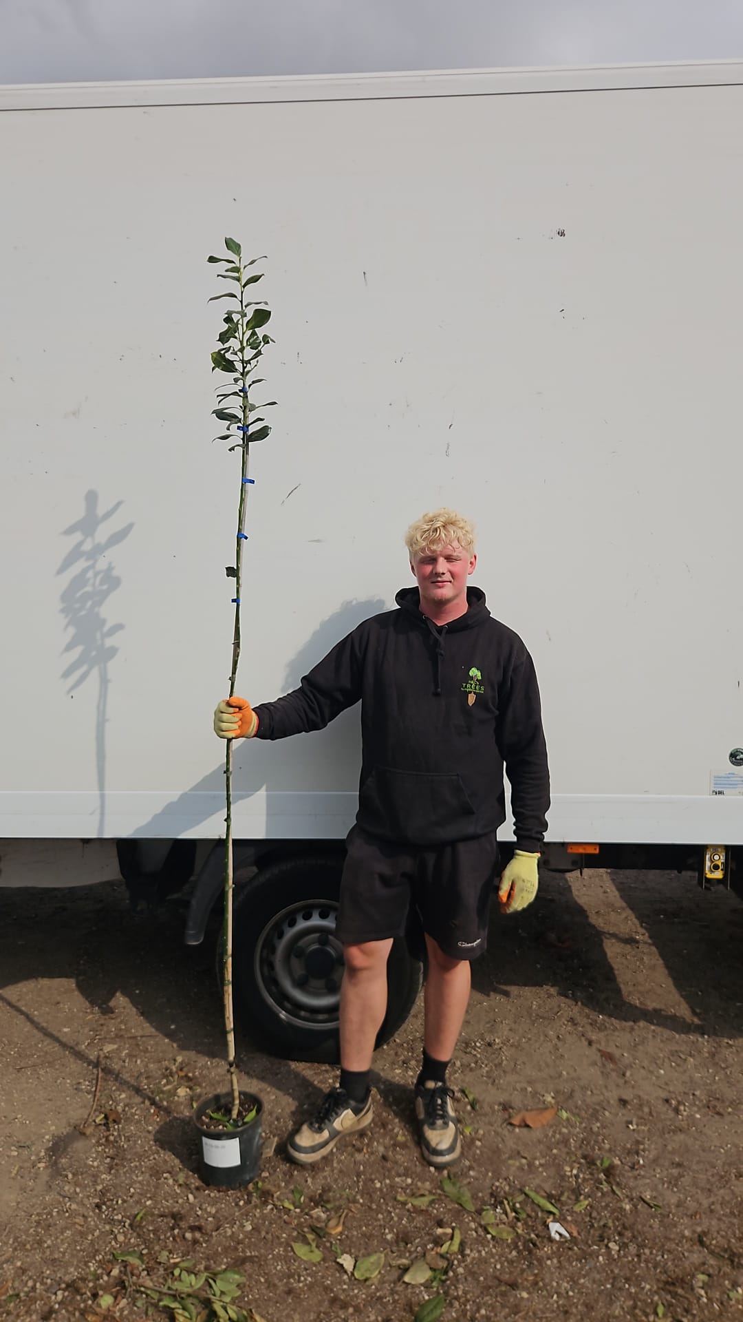 Ilex - Nellie R Stevens - Standard Tree (180-190cm clear stem)