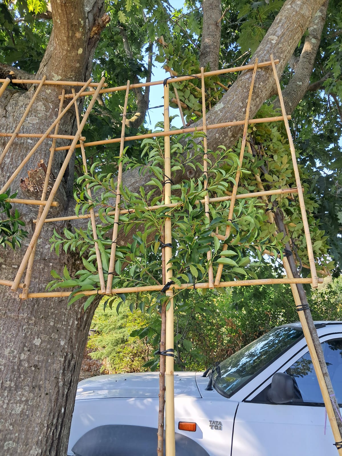 Prunus lusitanica (Portuguese Laurel) - full standard (180-190cm clear stem) Pleached