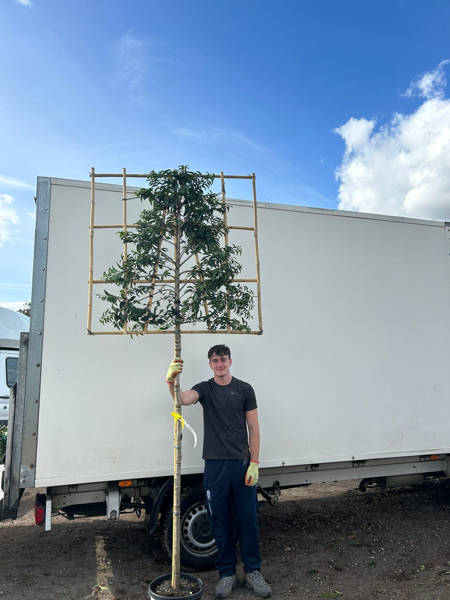 Prunus lusitanica (Portuguese Laurel)- Pleached (150-160cm clear stem)