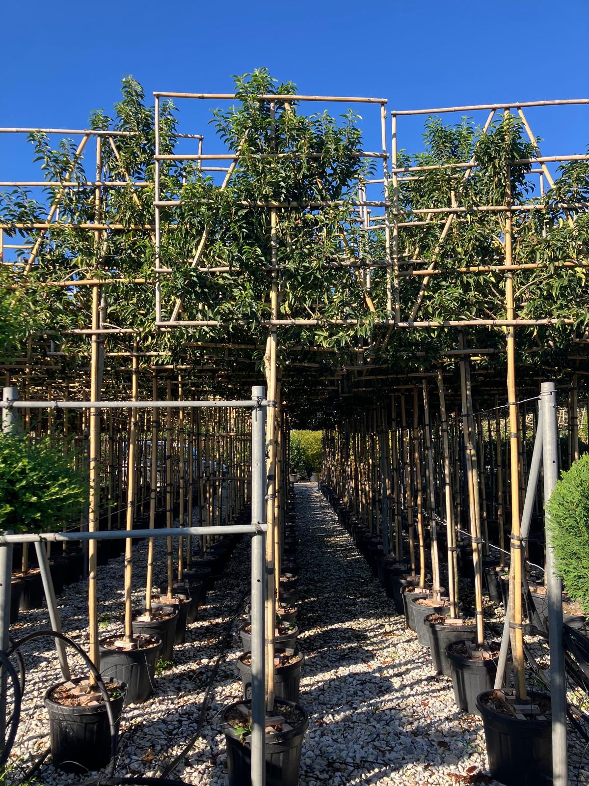 Prunus lusitanica (Portuguese Laurel) - full standard (180-190cm clear stem) Pleached