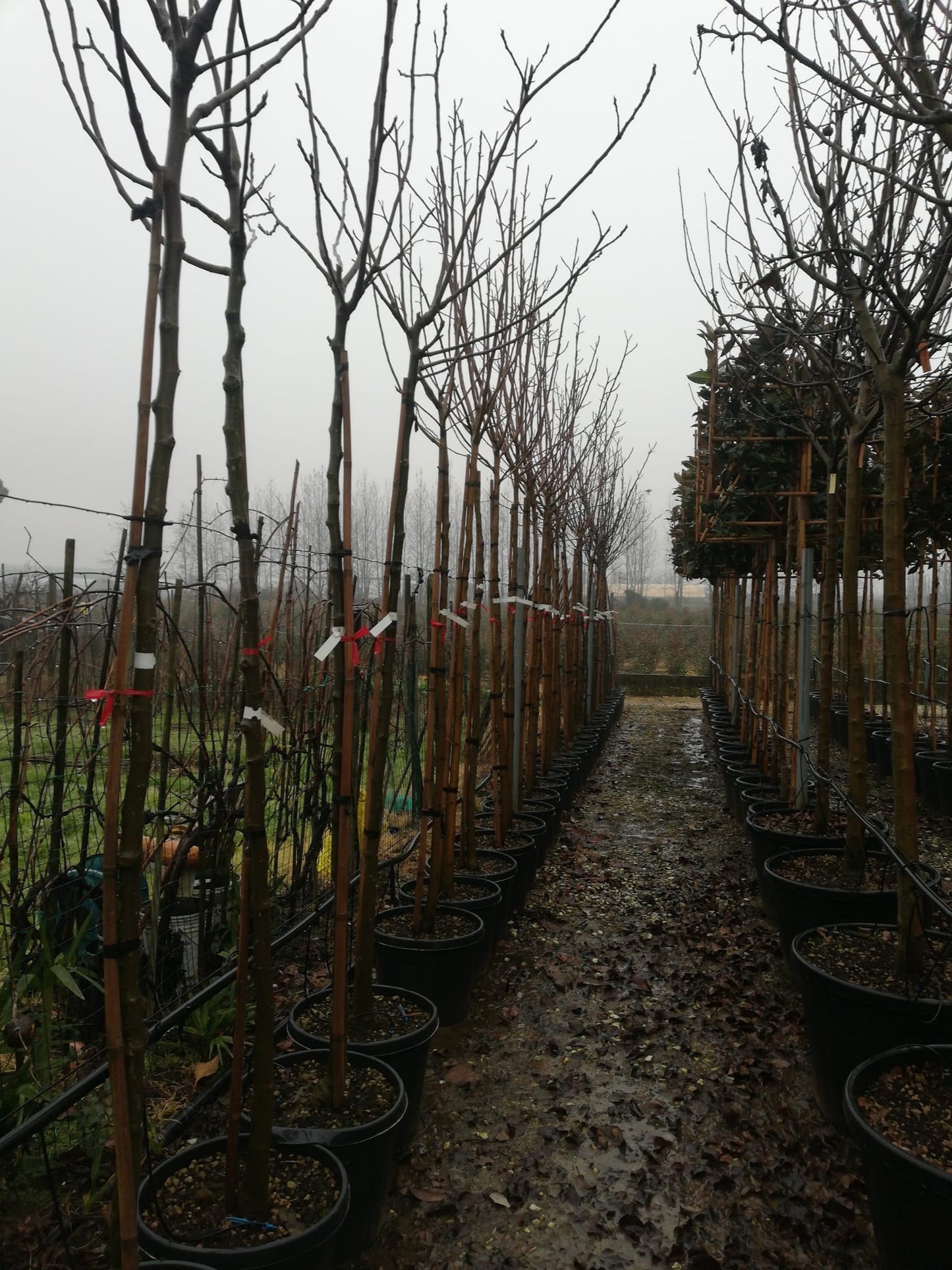 Common Fig (Ficus Carica) - Full standard (180-200cm clear stem)