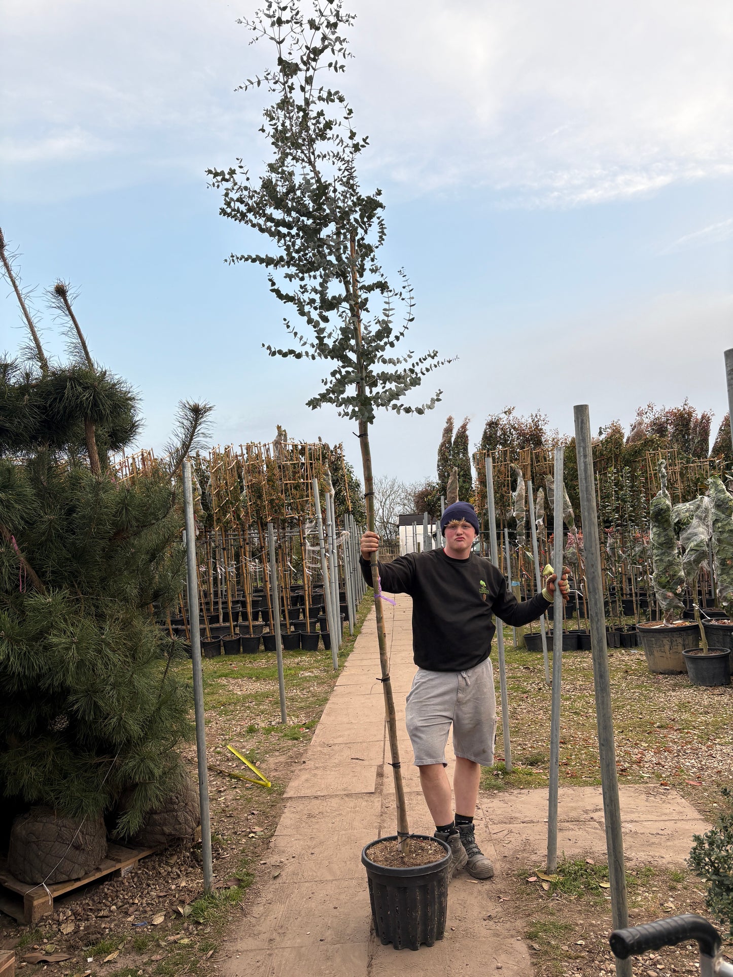 Eucalyptus globulus - Full Standard (180-200cm clear stem)