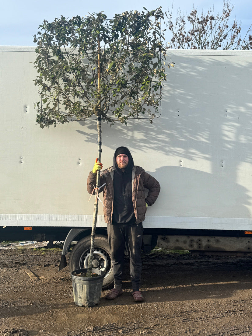 Eleagnus x Ebbingei - Pleached (180-190cm clear stem)