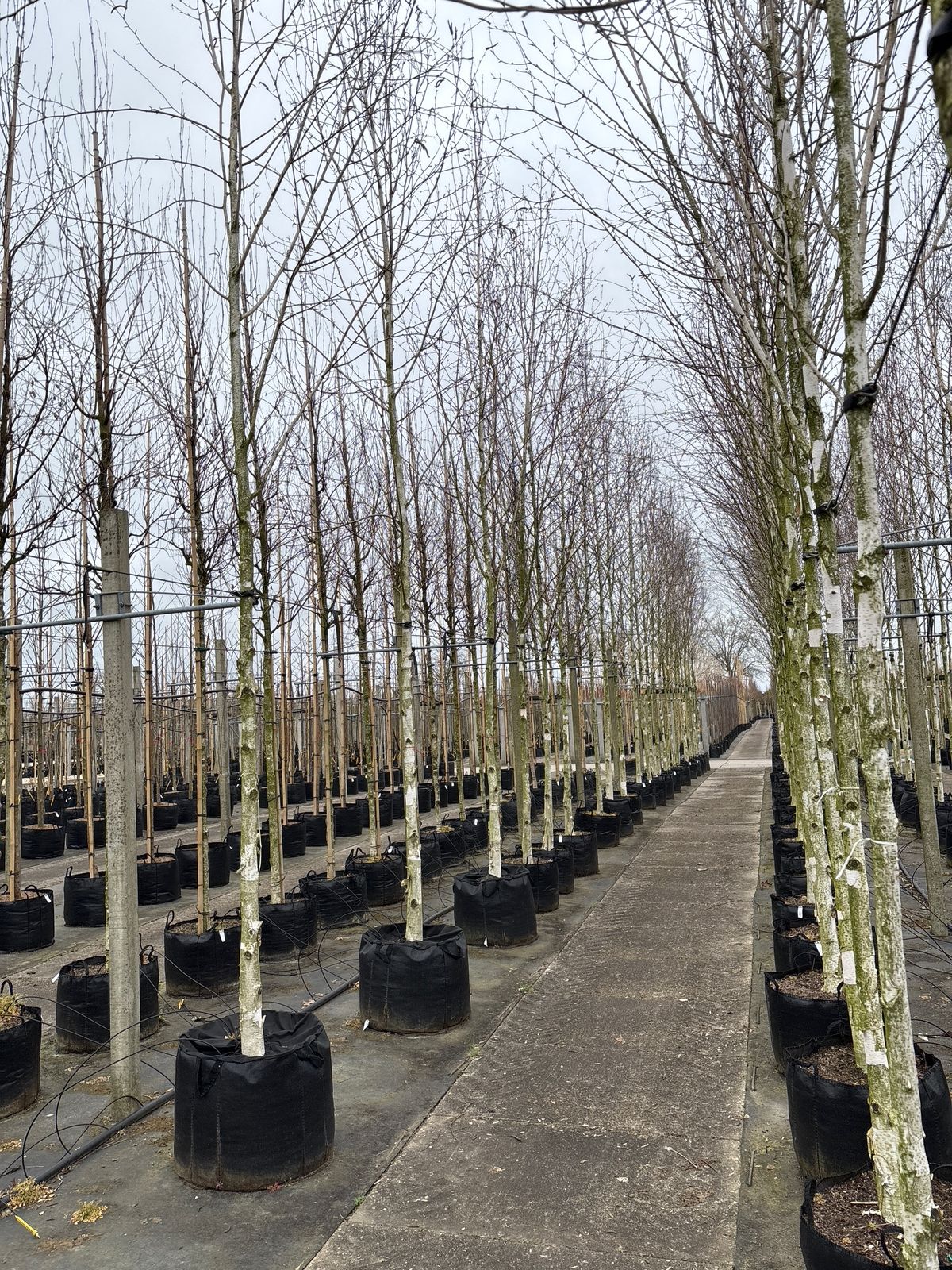 Betula utilis (Himalayan Birch) - full standard - (180-190cm clear stem) CONTAINER GROWN