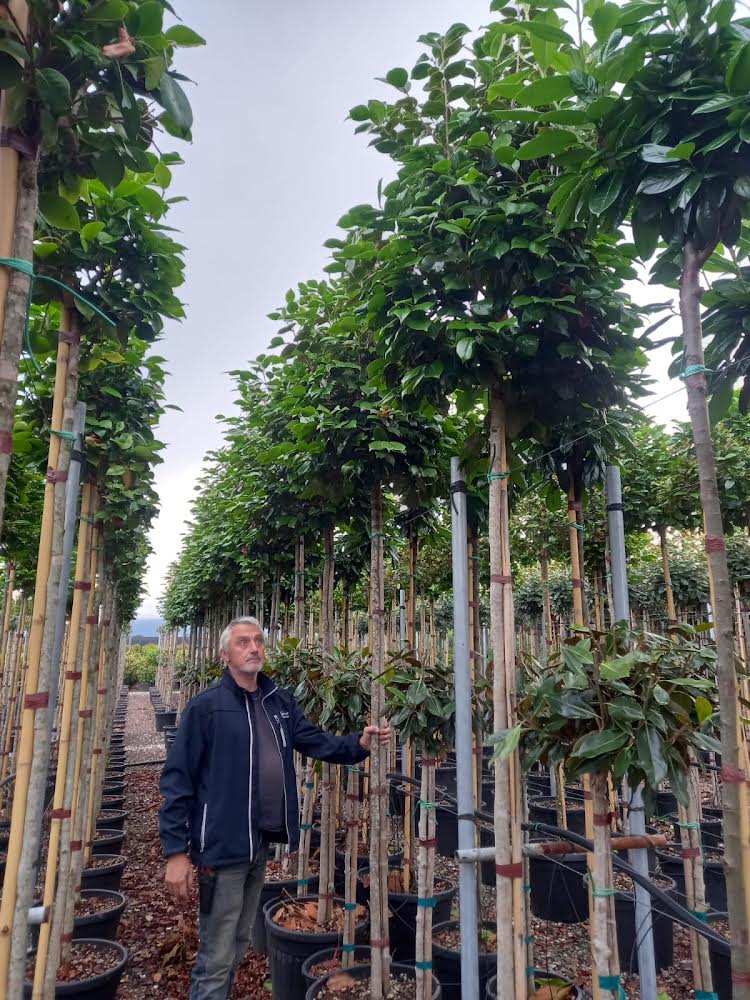 Camellia japonica 'Te deum' standard trees (180-200cm clear stem)
